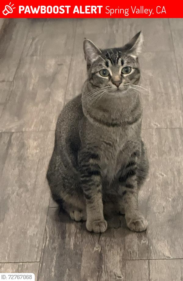 Lost Female Cat last seen Bancroft drive , Spring Valley, CA 91977