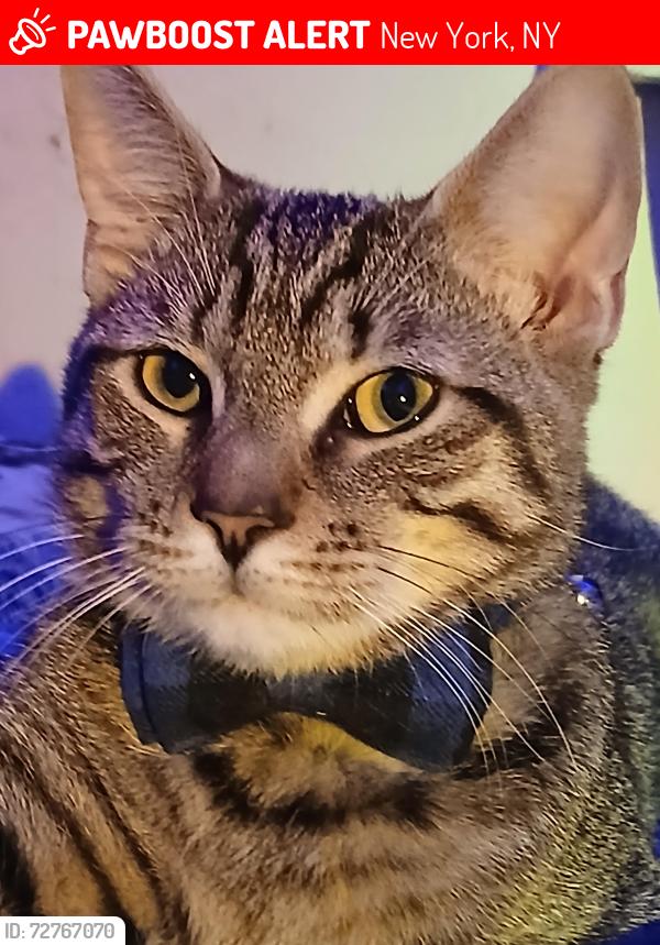 Lost Male Cat last seen Near storage building, New York, NY 10463