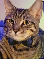 Lost Male Cat last seen Near storage building, New York, NY 10463