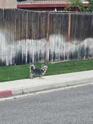 Found/Stray Unknown Dog last seen Near Vajello Dr. and El Palacio Dr., Bakersfield, CA 93301