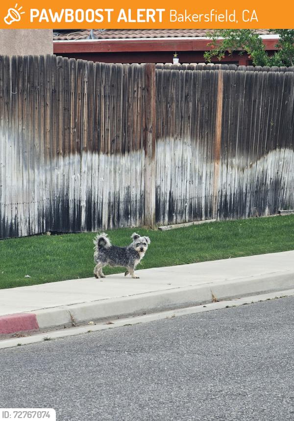 Found/Stray Unknown Dog last seen Near Vajello Dr. and El Palacio Dr., Bakersfield, CA 93301