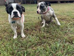 Lost Female Dog last seen Rockcrusher rd off Hwy 8, Davidson County, NC 27292