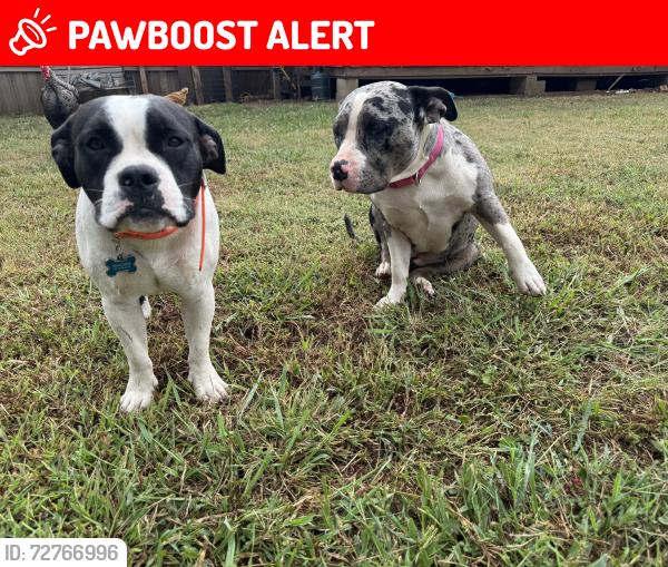 Lost Female Dog last seen Rockcrusher rd off Hwy 8, Davidson County, NC 27292
