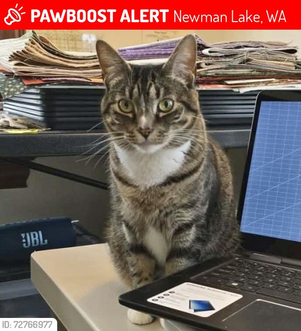 Lost Female Cat last seen E Strong Ave, N Malvern Rd, E Morris Rd, Newman Lake, WA 99025