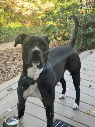 Found/Stray Male Dog last seen Liberty Hill Rd, Canton, GA 30115