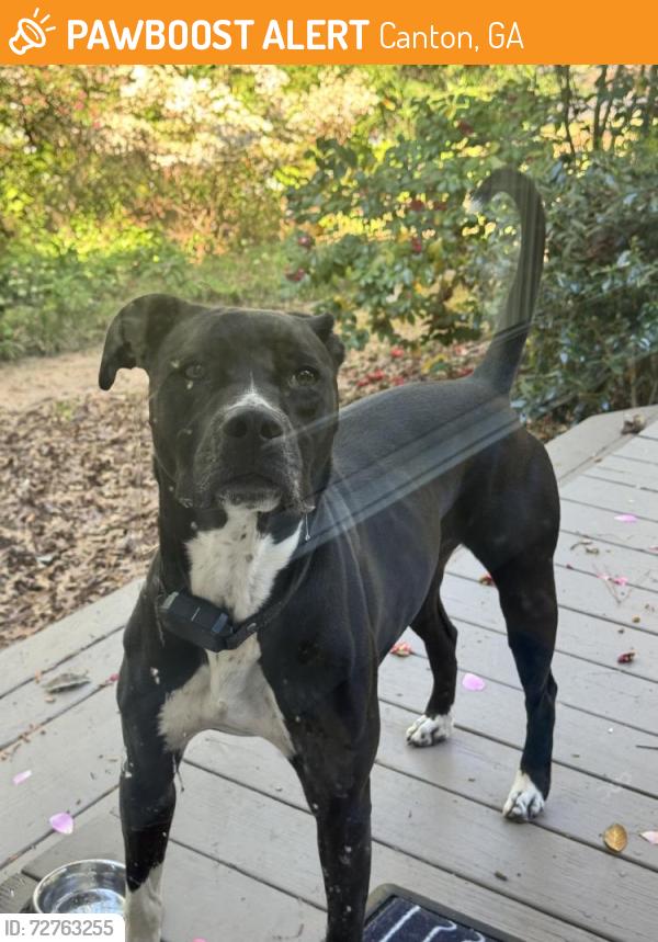 Found/Stray Male Dog last seen Liberty Hill Rd, Canton, GA 30115