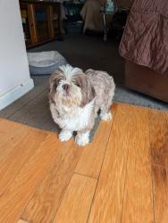 Found/Stray Male Dog last seen morris and philo, Edison, NJ 08837