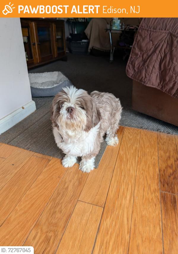 Found/Stray Male Dog last seen morris and philo, Edison, NJ 08837