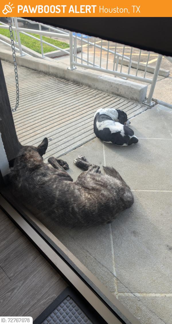 Found/Stray Male Dog last seen Bingle / 290, Houston, TX 77055
