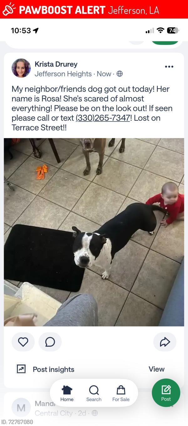 Lost Female Dog last seen Morris , Jefferson, LA 70121