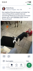 Lost Female Dog last seen Morris , Jefferson, LA 70121