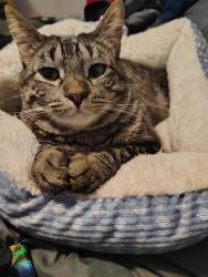 Lost Male Cat last seen Near W lincoln ave, Yakima, WA 98902