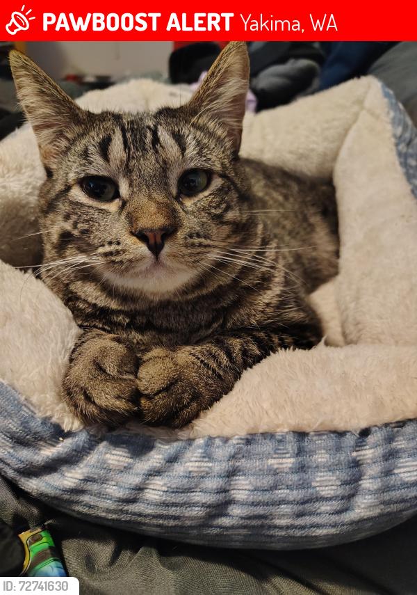 Lost Male Cat last seen Near W lincoln ave, Yakima, WA 98902