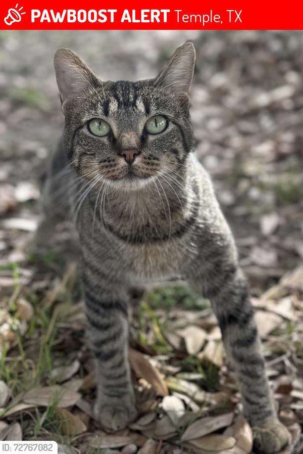 Lost Female Cat last seen Village of Sage Meadows, Temple, TX 76502