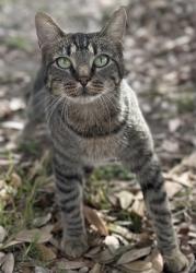 Lost Female Cat last seen Village of Sage Meadows, Temple, TX 76502