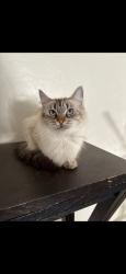 Lost Female Cat last seen Shaw/backer, Fresno, CA 93726