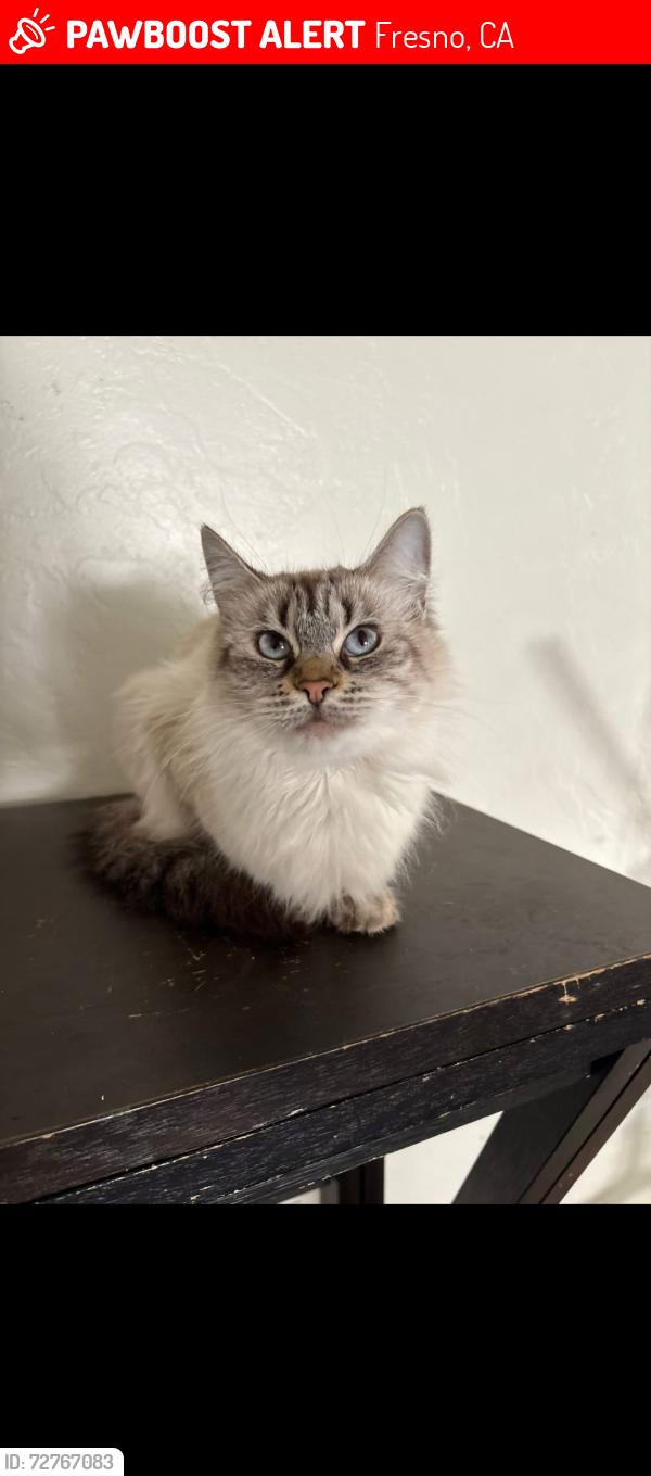 Lost Female Cat last seen Shaw/backer, Fresno, CA 93726
