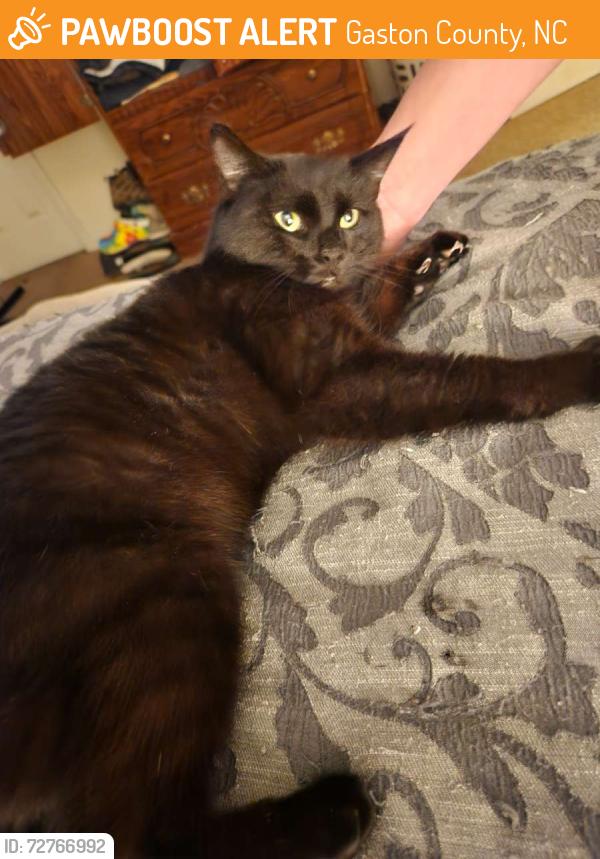 Found/Stray Female Cat last seen Oakwood Lane & Hickory Grove Road, Gaston County, NC 28056