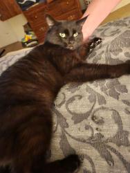 Found/Stray Female Cat last seen Oakwood Lane & Hickory Grove Road, Gaston County, NC 28056
