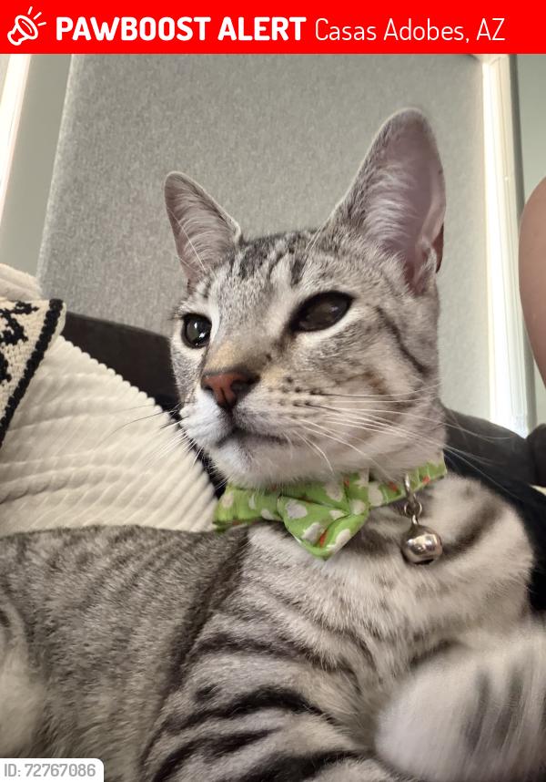 Lost Male Cat last seen Magee and Lacholla , Casas Adobes, AZ 85741