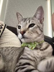Lost Male Cat last seen Magee and Lacholla , Casas Adobes, AZ 85741