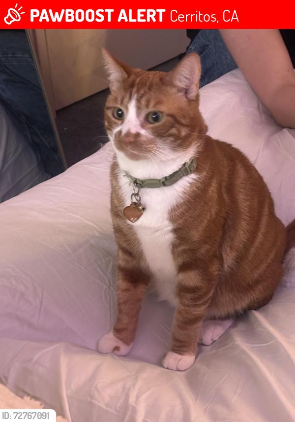 Lost Male Cat last seen Gonsalves st, Cerritos, CA 90703