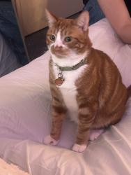 Lost Male Cat last seen Gonsalves st, Cerritos, CA 90703