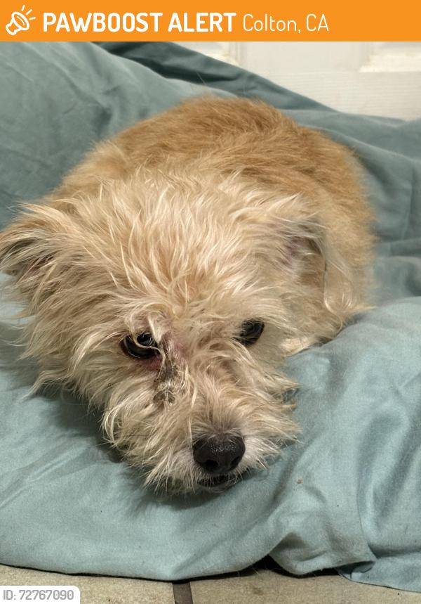 Found/Stray Female Dog last seen Washington , Colton, CA 92324