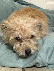 Found/Stray Female Dog last seen Washington , Colton, CA 92324