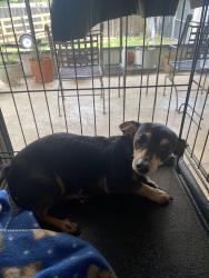 Found/Stray Female Dog last seen On the highway, Lakeland, FL 33805
