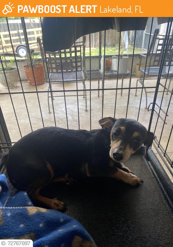 Found/Stray Female Dog last seen On the highway, Lakeland, FL 33805