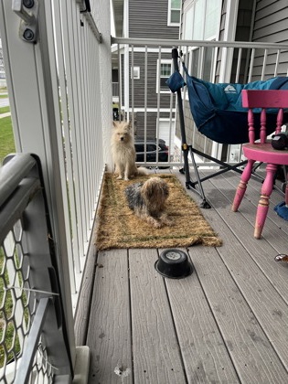 Shelter Stray Female Dog last seen Madison, WI , Madison, WI 53718