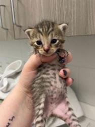 Shelter Stray Female Cat last seen E 51st St & Agnes Ave,, 64130, MO, Kansas City, MO 64132