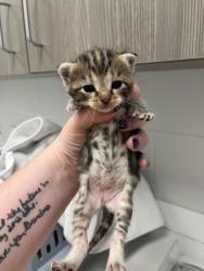 Shelter Stray Female Cat last seen E 51st St & Agnes Ave,, 64130, MO, Kansas City, MO 64132