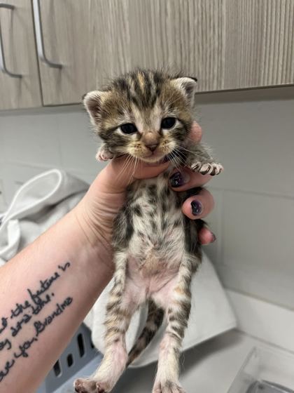Shelter Stray Female Cat last seen E 51st St & Agnes Ave,, 64130, MO, Kansas City, MO 64132