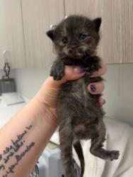 Shelter Stray Female Cat last seen E 51st St & Agnes Ave,, 64130, MO, Kansas City, MO 64132