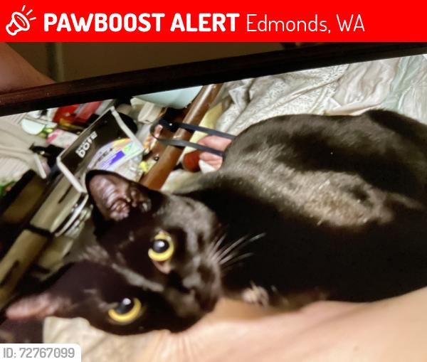 Lost Female Cat last seen Lutheran church, Edmonds, WA 98026