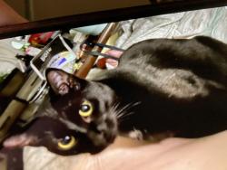 Lost Female Cat last seen Lutheran church, Edmonds, WA 98026