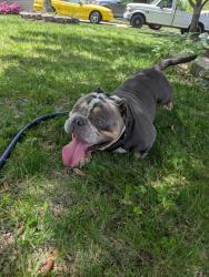 Found/Stray Male Dog last seen Browne Road and White Stag Dr, Charlotte, NC 28269