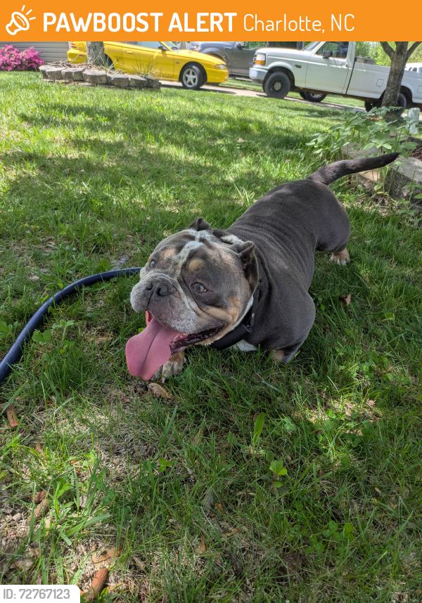 Found/Stray Male Dog last seen Browne Road and White Stag Dr, Charlotte, NC 28269