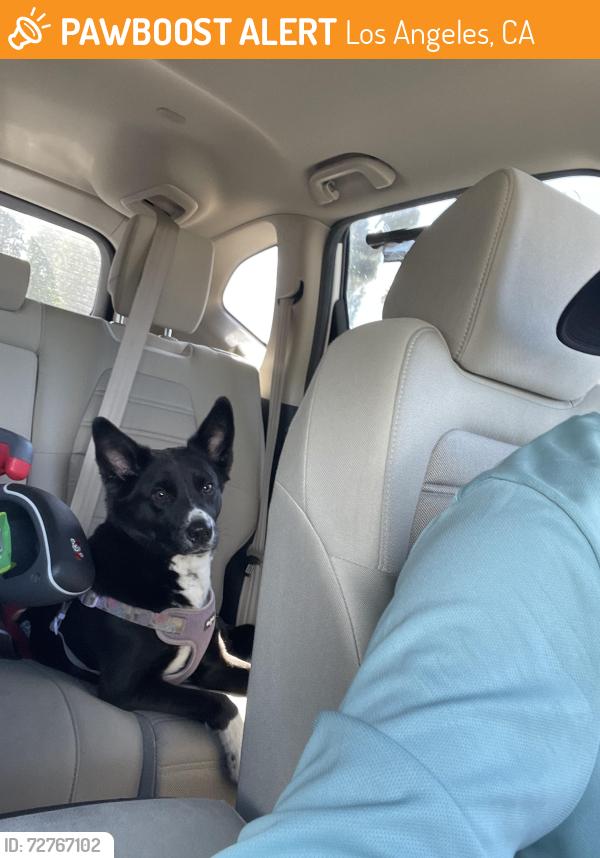 Found/Stray Female Dog last seen Rinaldi and Zelzah, Los Angeles, CA 91344