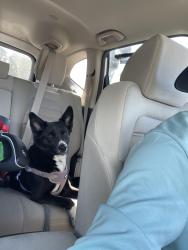 Found/Stray Female Dog last seen Rinaldi and Zelzah, Los Angeles, CA 91344