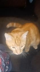 Lost Male Cat last seen man and new, Monterey Park, CA 91755