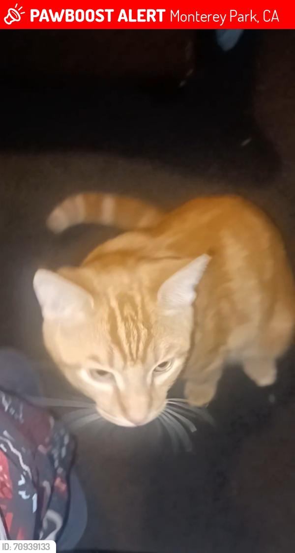 Lost Male Cat last seen man and new, Monterey Park, CA 91755