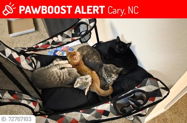 Lost Female Cat last seen Cary Police Departmnet, Cary, NC 27513