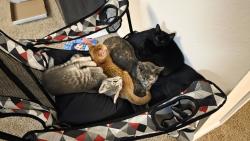 Lost Female Cat last seen Cary Police Departmnet, Cary, NC 27513
