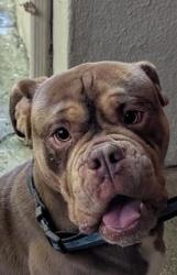 Found/Stray Male Dog last seen E St., Hayward, CA 94541