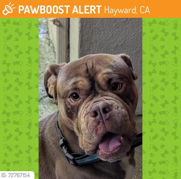 Found/Stray Male Dog last seen E St., Hayward, CA 94541