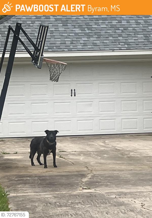 Found/Stray Male Dog last seen Torrence Cove, Byram, MS 39272