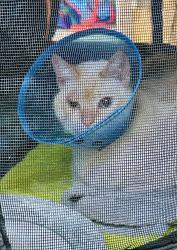 Found/Stray Female Cat last seen Tulita Elementary School, Torrance, CA 90505